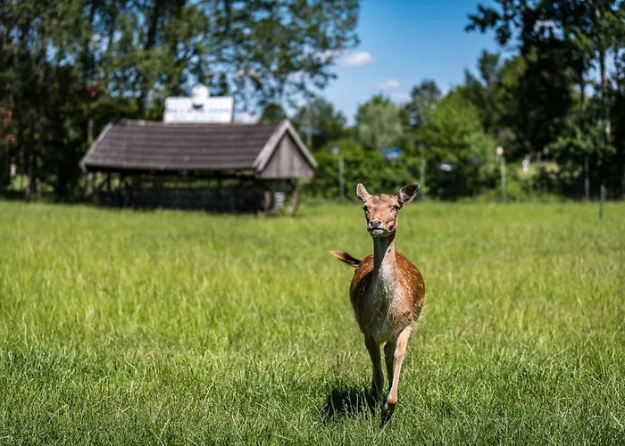 Hotell Hueerlaender *